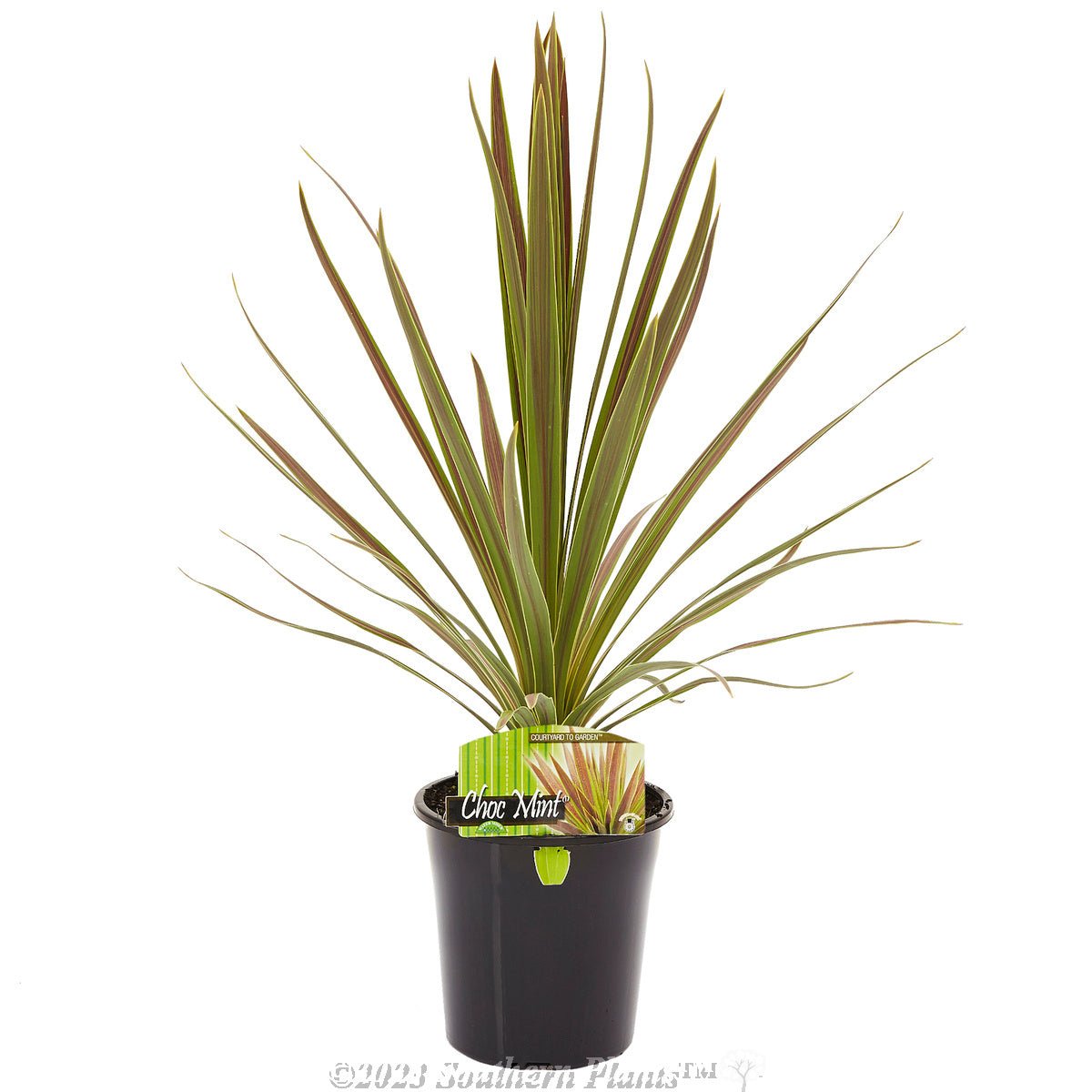 Cordyline Choc Mint (Cordyline australis) - Ladybird Nursery