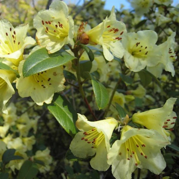 Rhododendron Lemon Mist - Ladybird Nursery