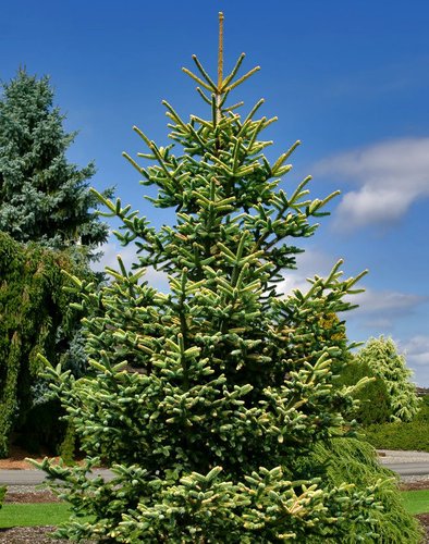 Spanish Fir Aurea Golden (Abies pinsapo) - Ladybird Nursery