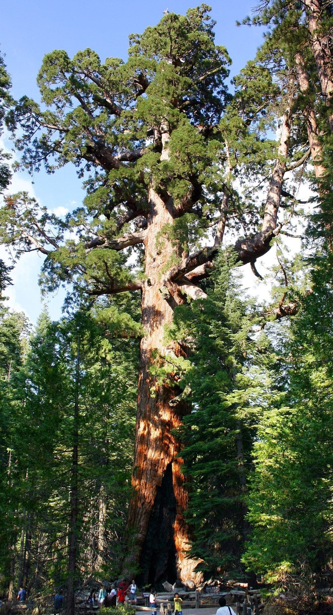 Giant Sequoia (Sequoiadendron giganteum) - Ladybird Nursery