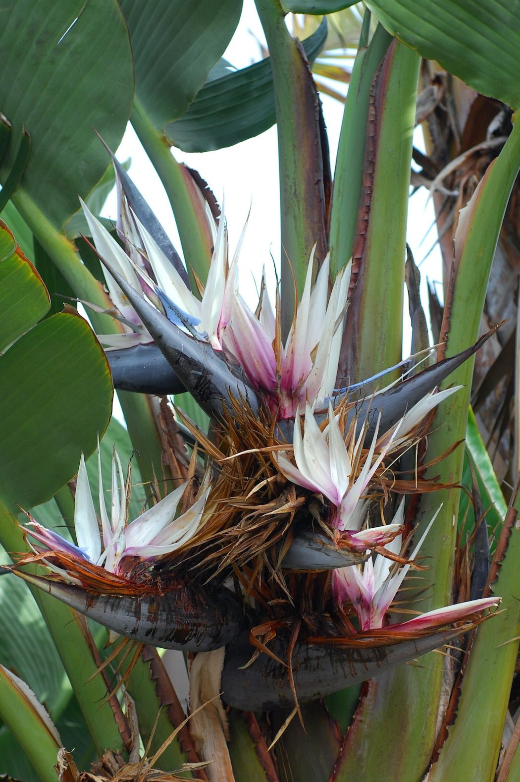 Bird of Paradise (Strelitzia nicolai) Advanced - Ladybird Nursery