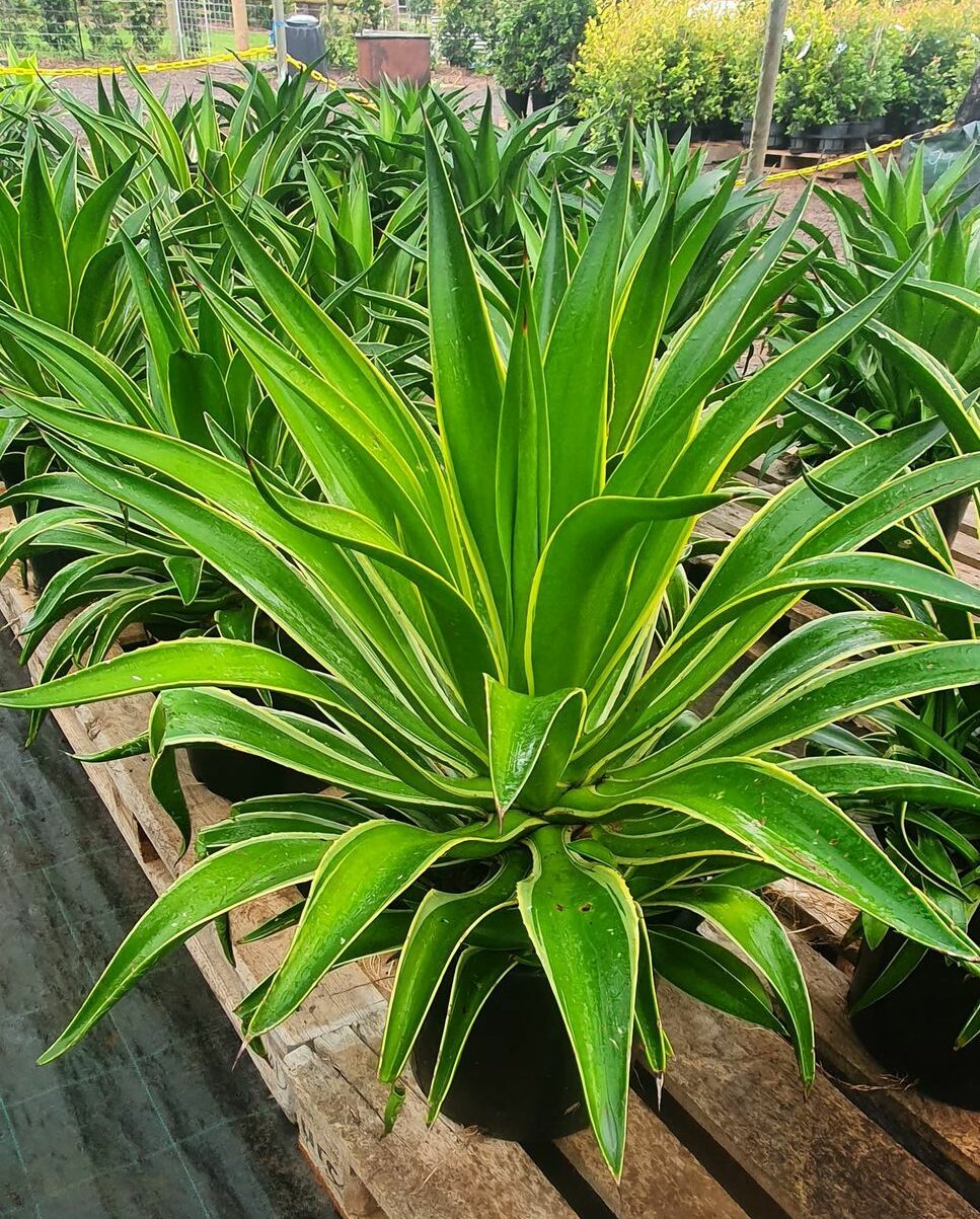 Golden Smooth Agave El Miradores Gold (Agave desmettiana) - Ladybird Nursery