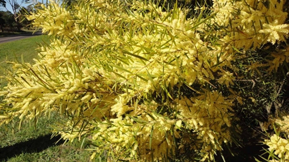 Sallow Wattle (Acacia floribunda) - Ladybird Nursery