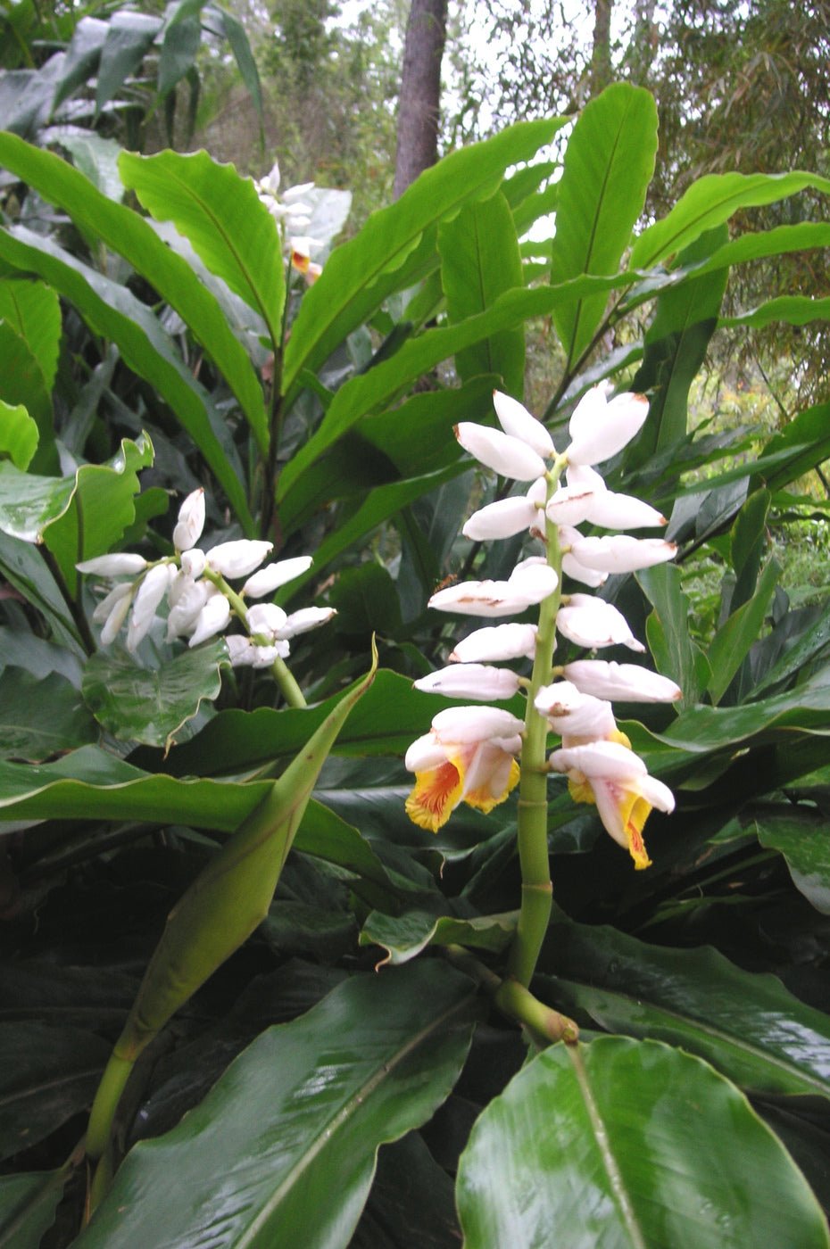 False Cardamom Ginger Cardomom (Alpinia mutica) - Ladybird Nursery