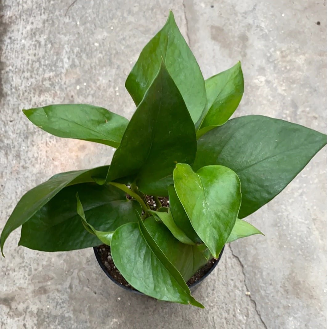 Green Queen (Epipremnum aureum) - Ladybird Nursery