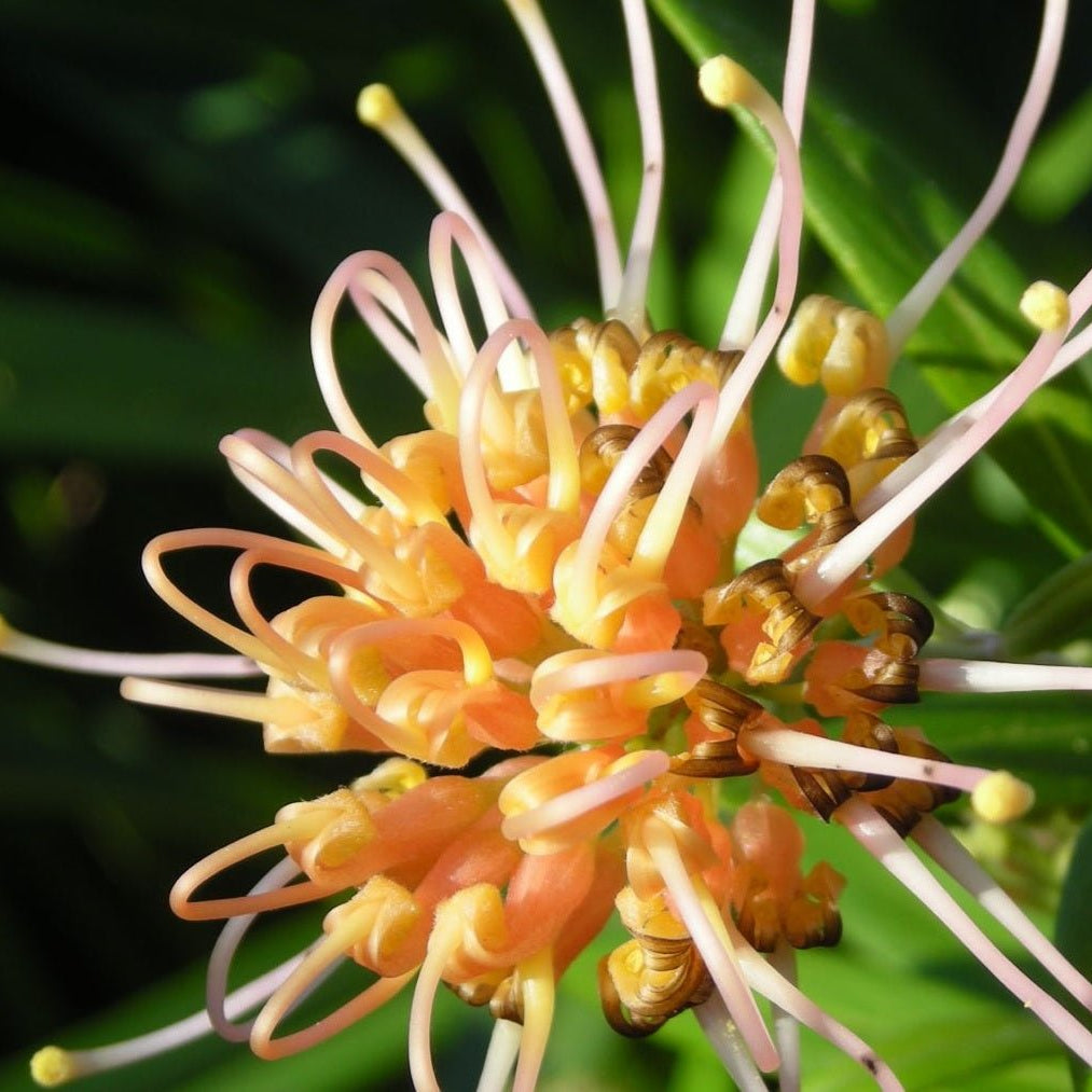 Grevillea 'Apricot Glow' - Ladybird Nursery