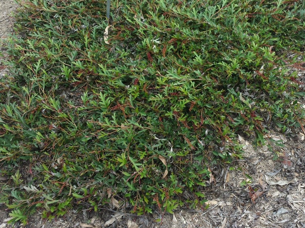 Grevillea Aussie Crawl - Ladybird Nursery