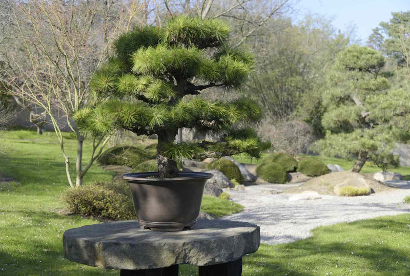Japanese Black Pine ‘Coolwyn Bonsai’ (Pinus thunbergii)