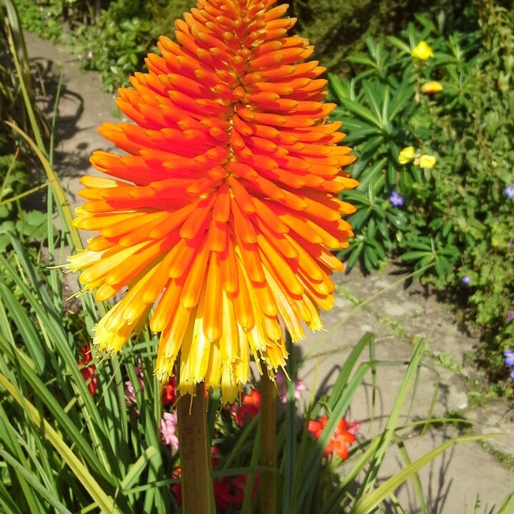 Red Hot Poker Poco Sunset (Kniphofia asphodelaceae) - Ladybird Nursery