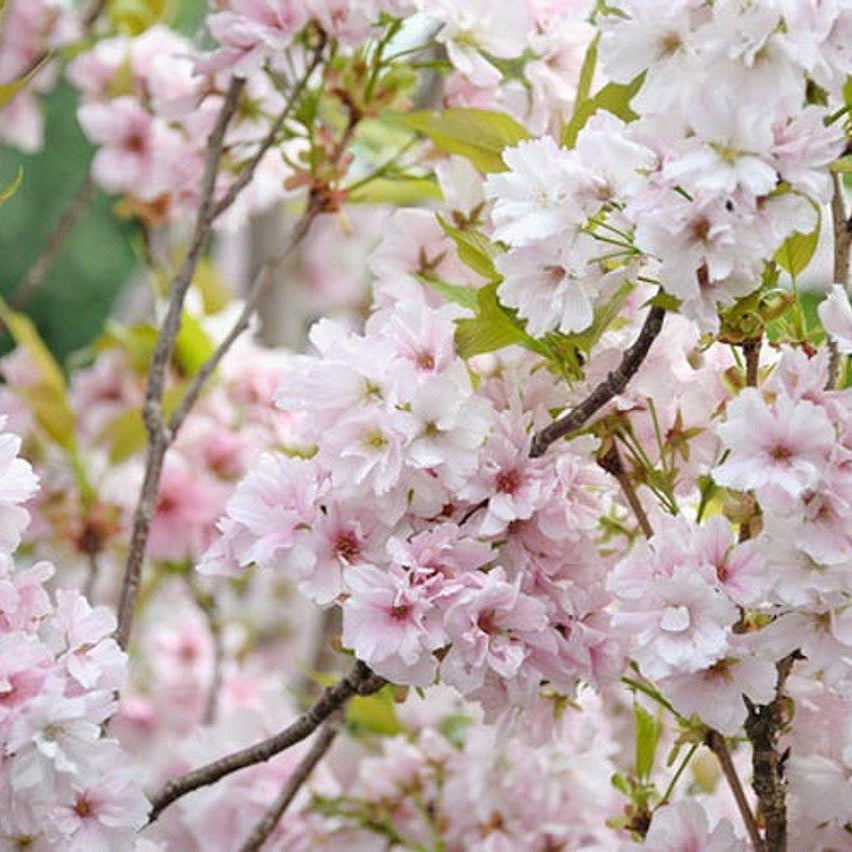 Flowering Cherry Amanogowa Erecta (Prunus) - Ladybird Nursery