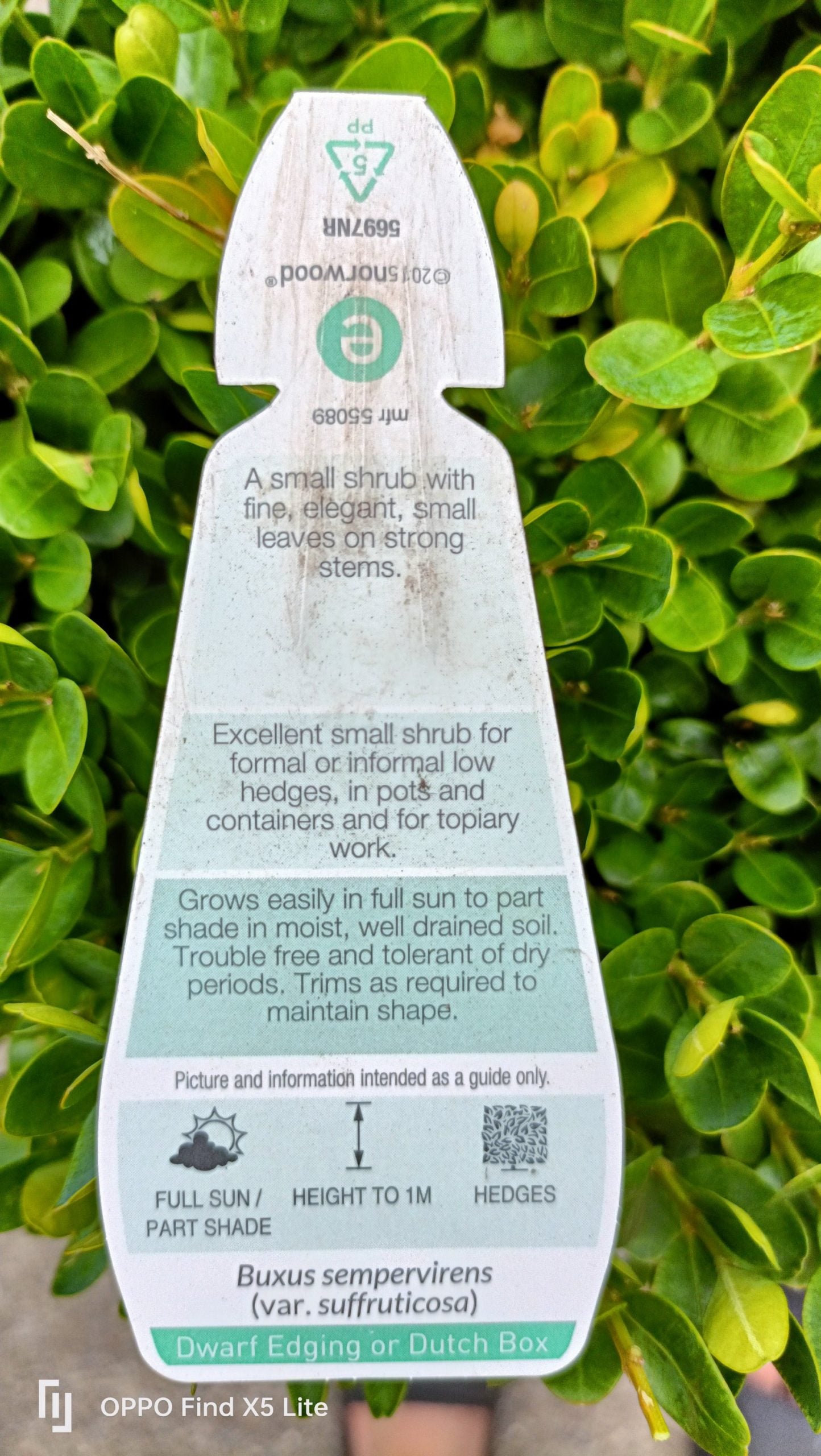 Dutch box 330mm pot (PICK UP ONLY)