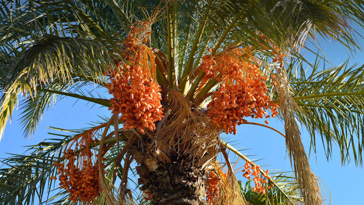 Honey Barhee Date Palm