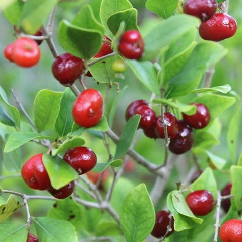Nangapire (Eugenia repanda) - Ladybird Nursery