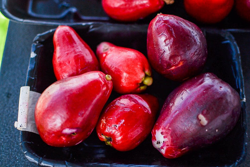 Malay Apple Fruit Tree