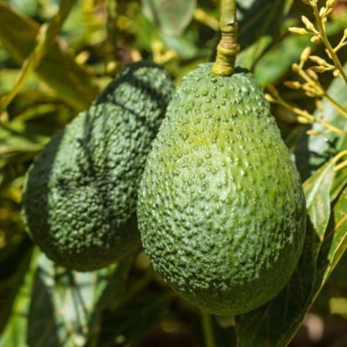 Hass Avocado - Medium (grafted) - Ladybird Nursery