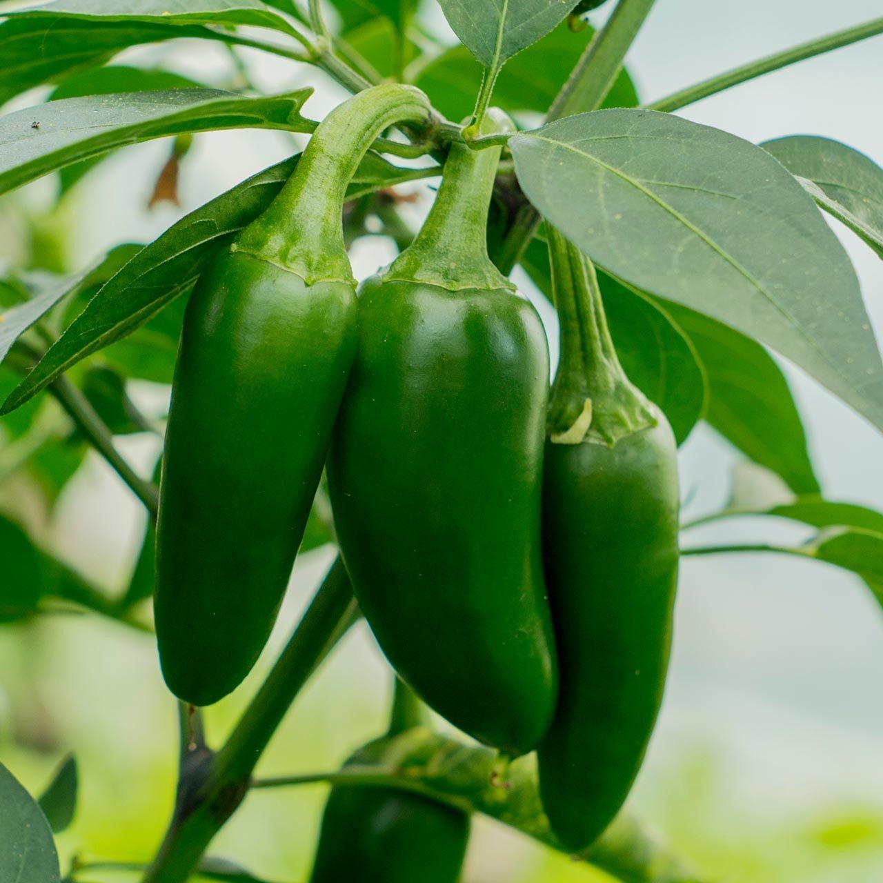 Chilli 'Early Jalapeno' - Ladybird Nursery