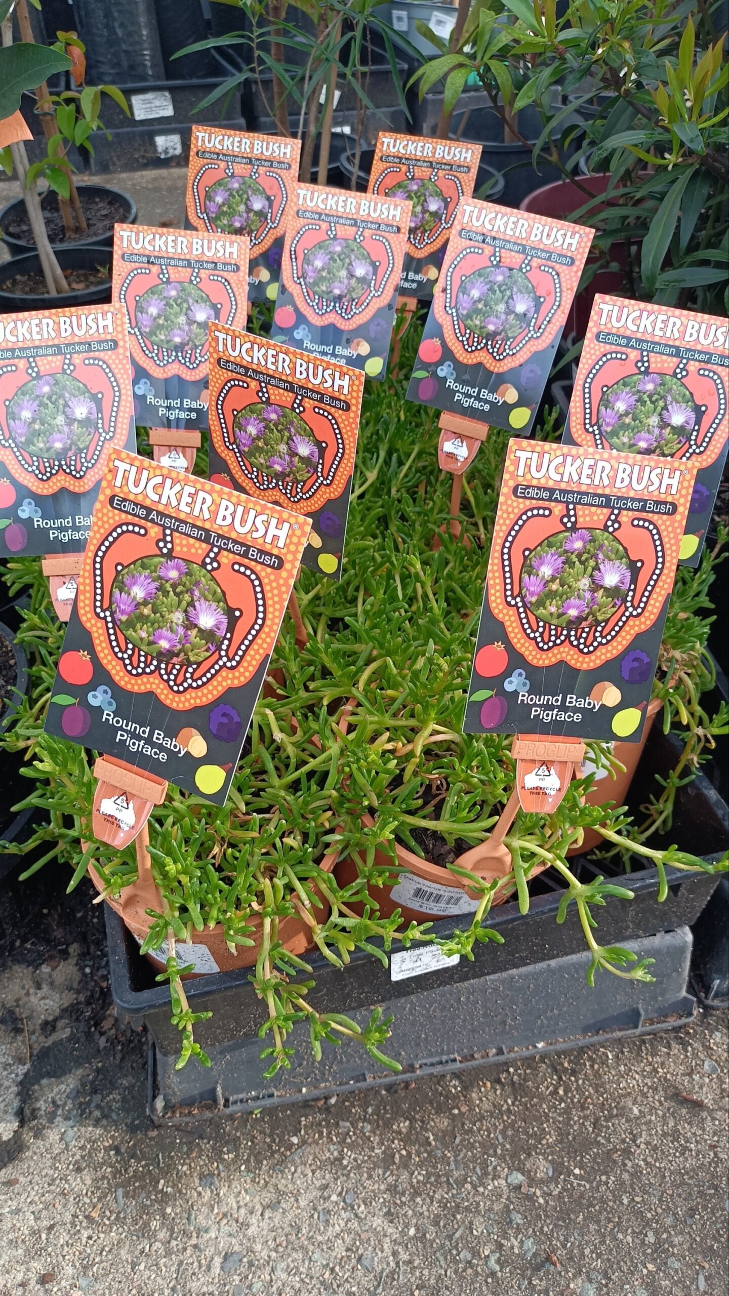 Tucker bush Round baby pig face (Disphyma crassifolium ssp. clavellatum)