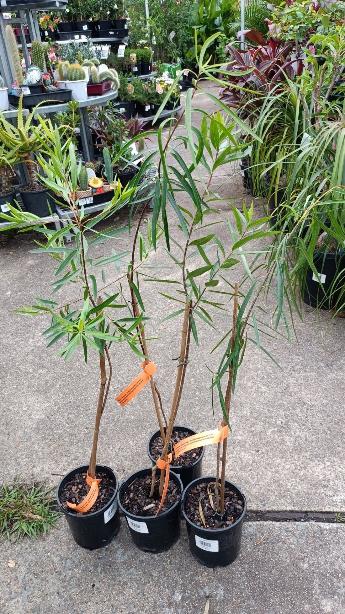 Gumbi Gumbi - Ladybird Nursery