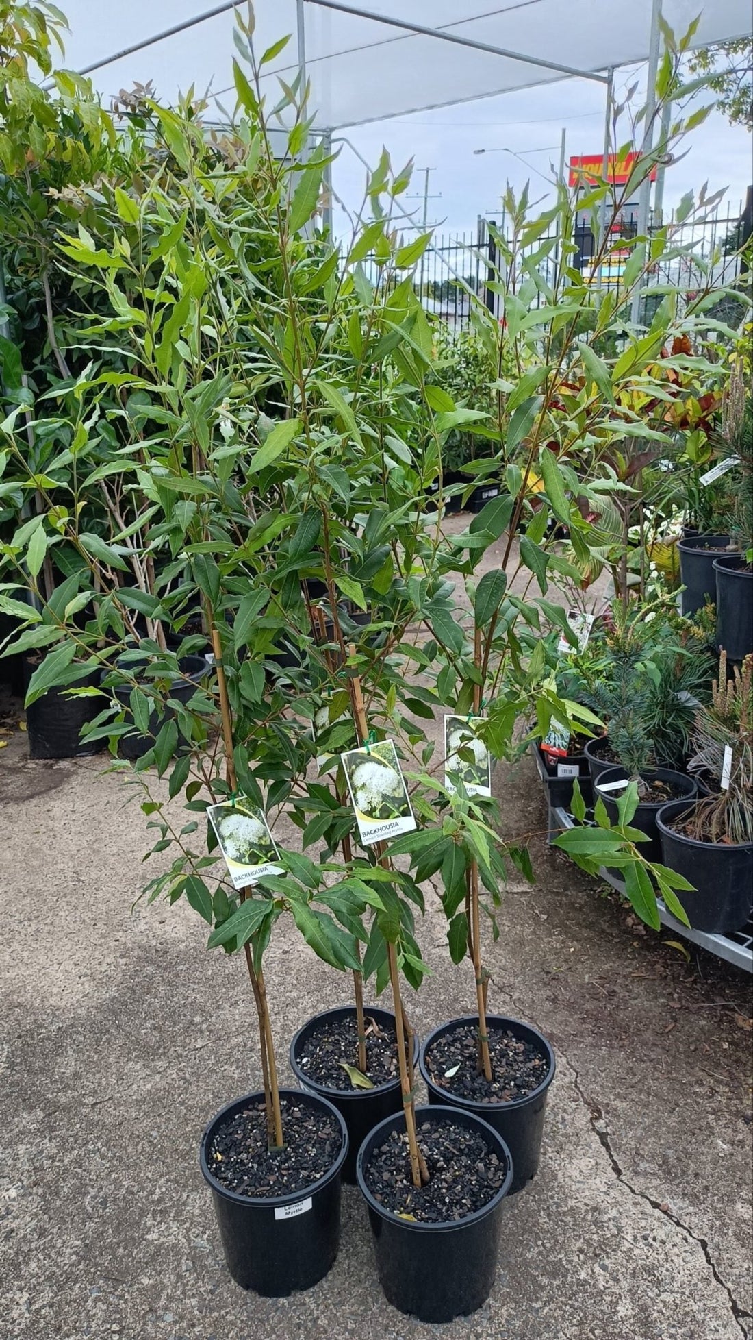 Lemon Myrtle (Backhousia citriodora) Large - Ladybird Nursery