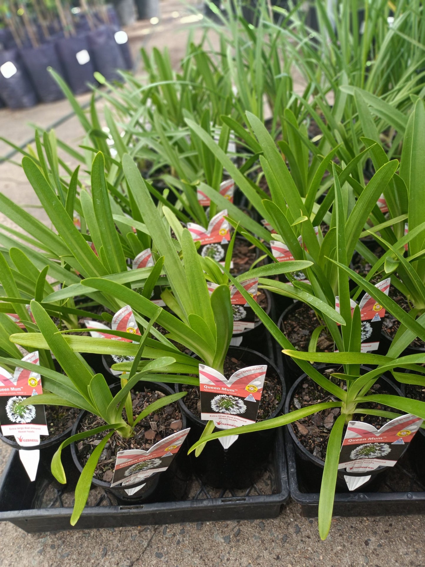 Agapanthus 'Queen Mum'
