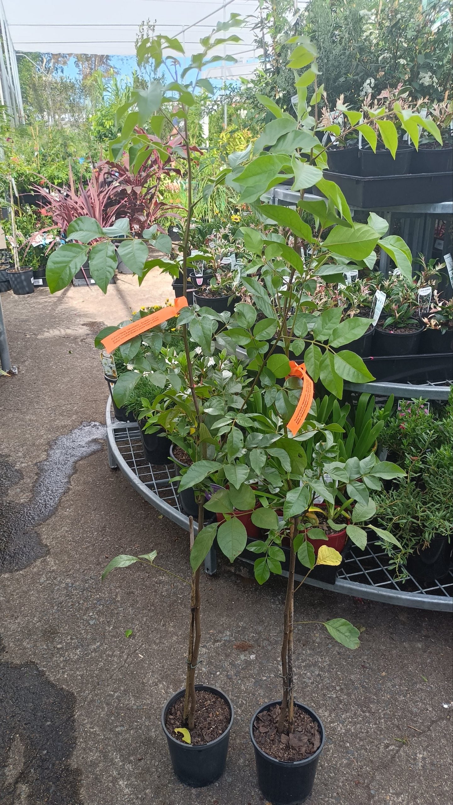 Burdekin Plum (PLEIOGYNIUM TIMORENSE)