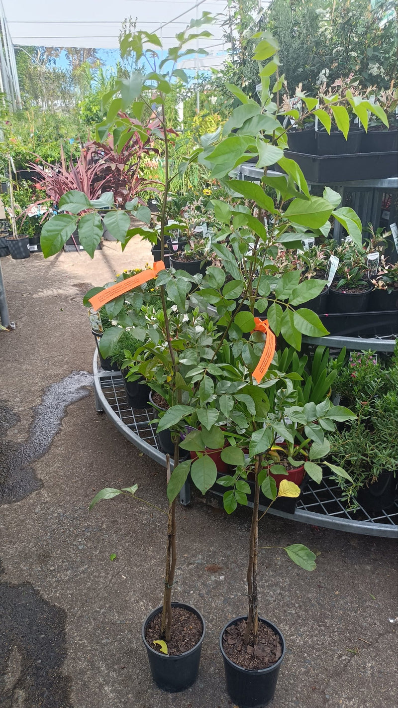 Burdekin Plum (PLEIOGYNIUM TIMORENSE)