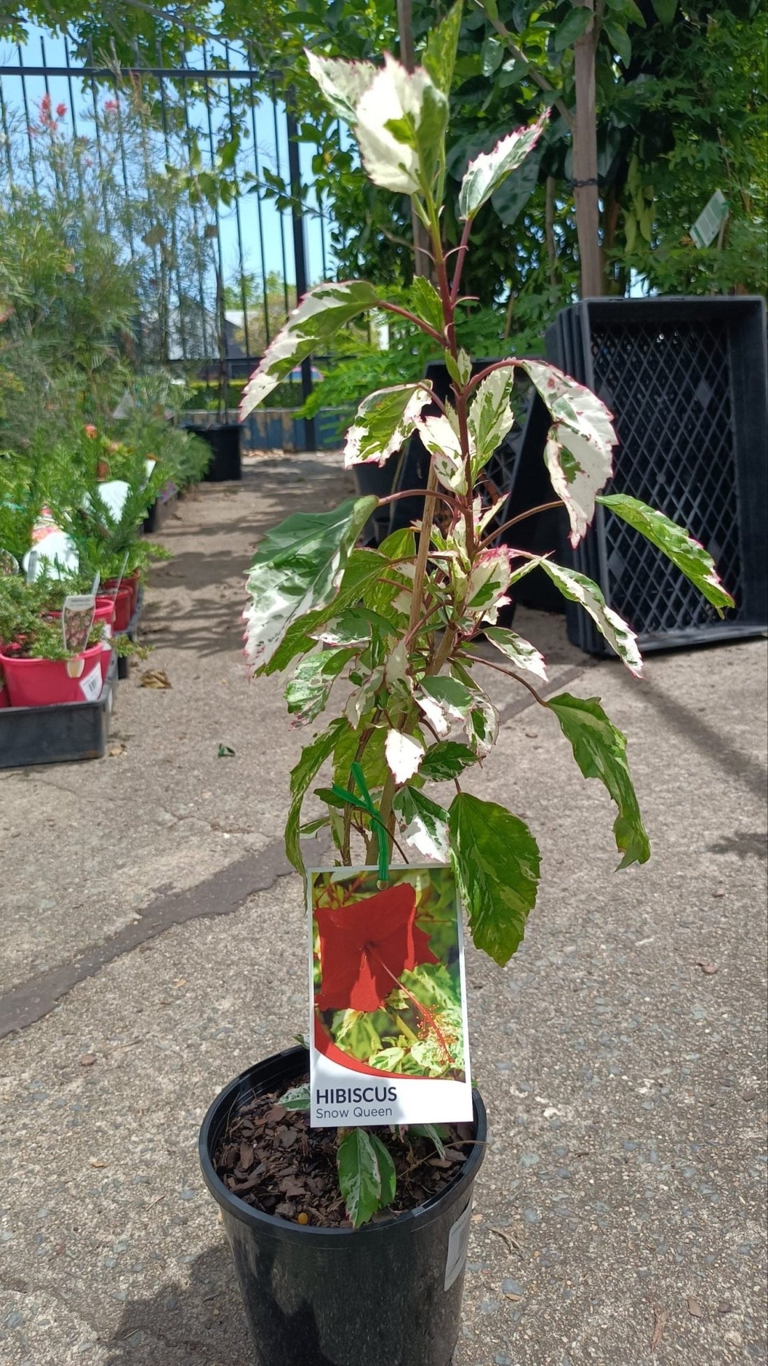 Hibiscus Snow Queen - Ladybird Nursery