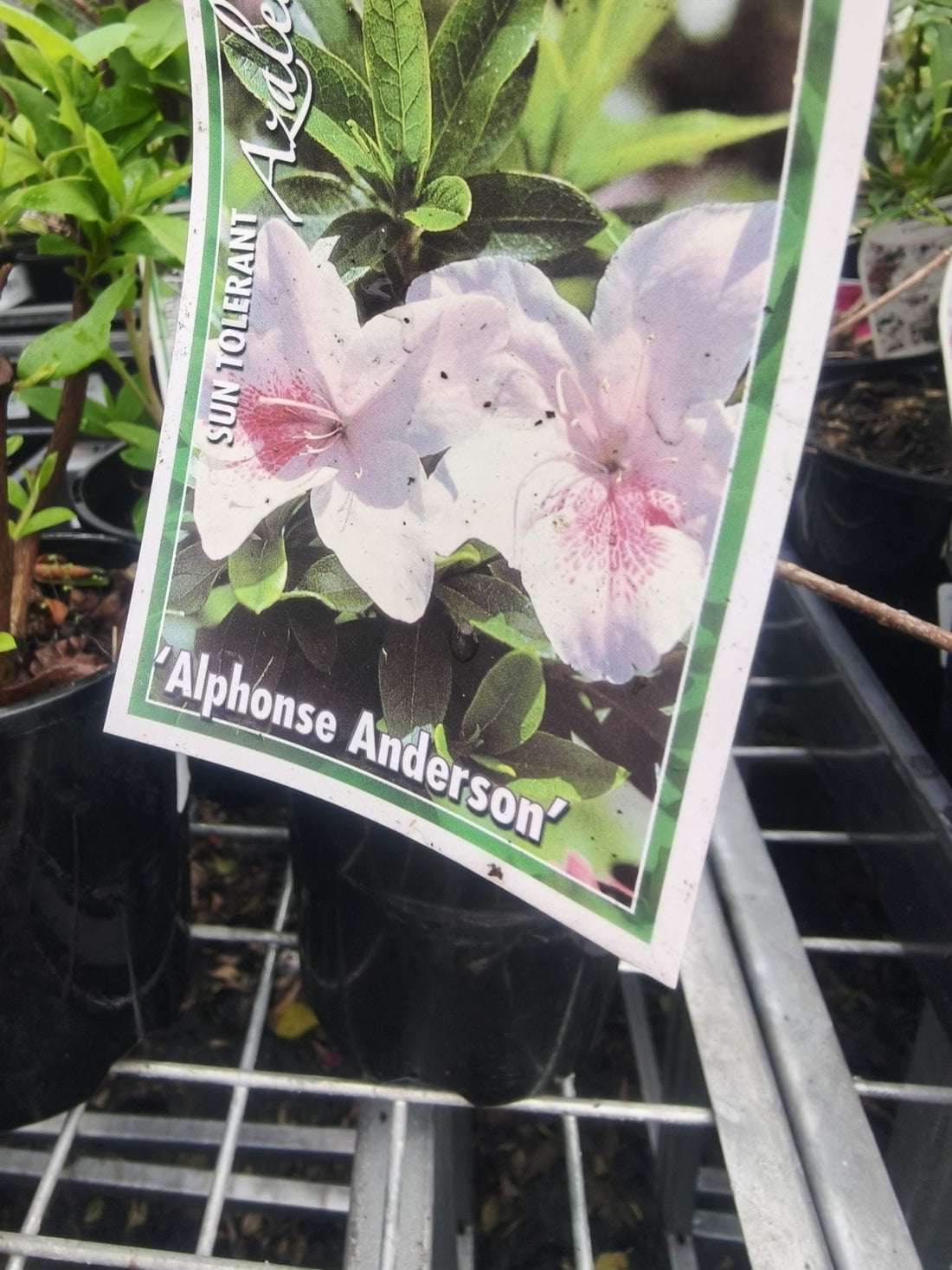Azalea 'Alphonse Anderson' - Ladybird Nursery