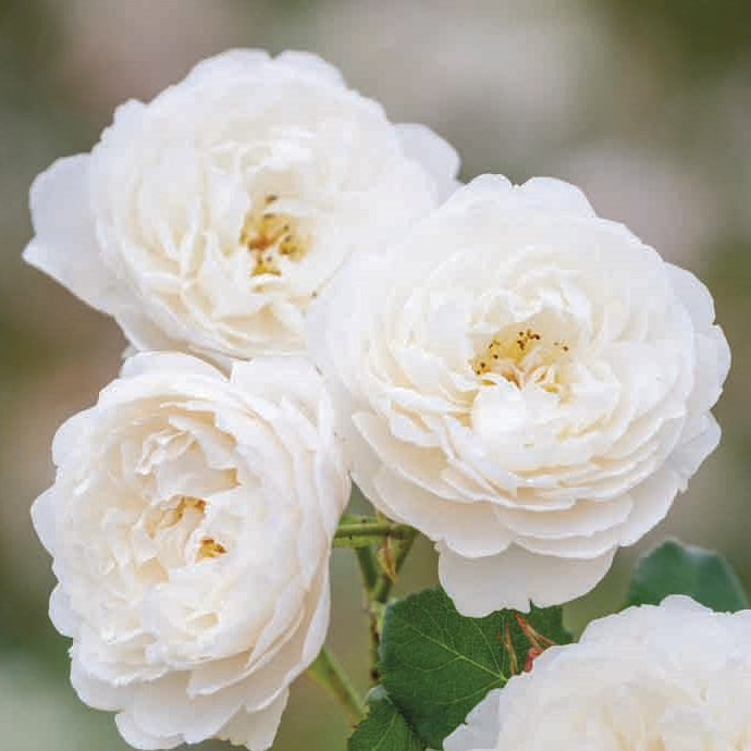 Rose 'William and Catherine' (David Austin) - Ladybird Nursery
