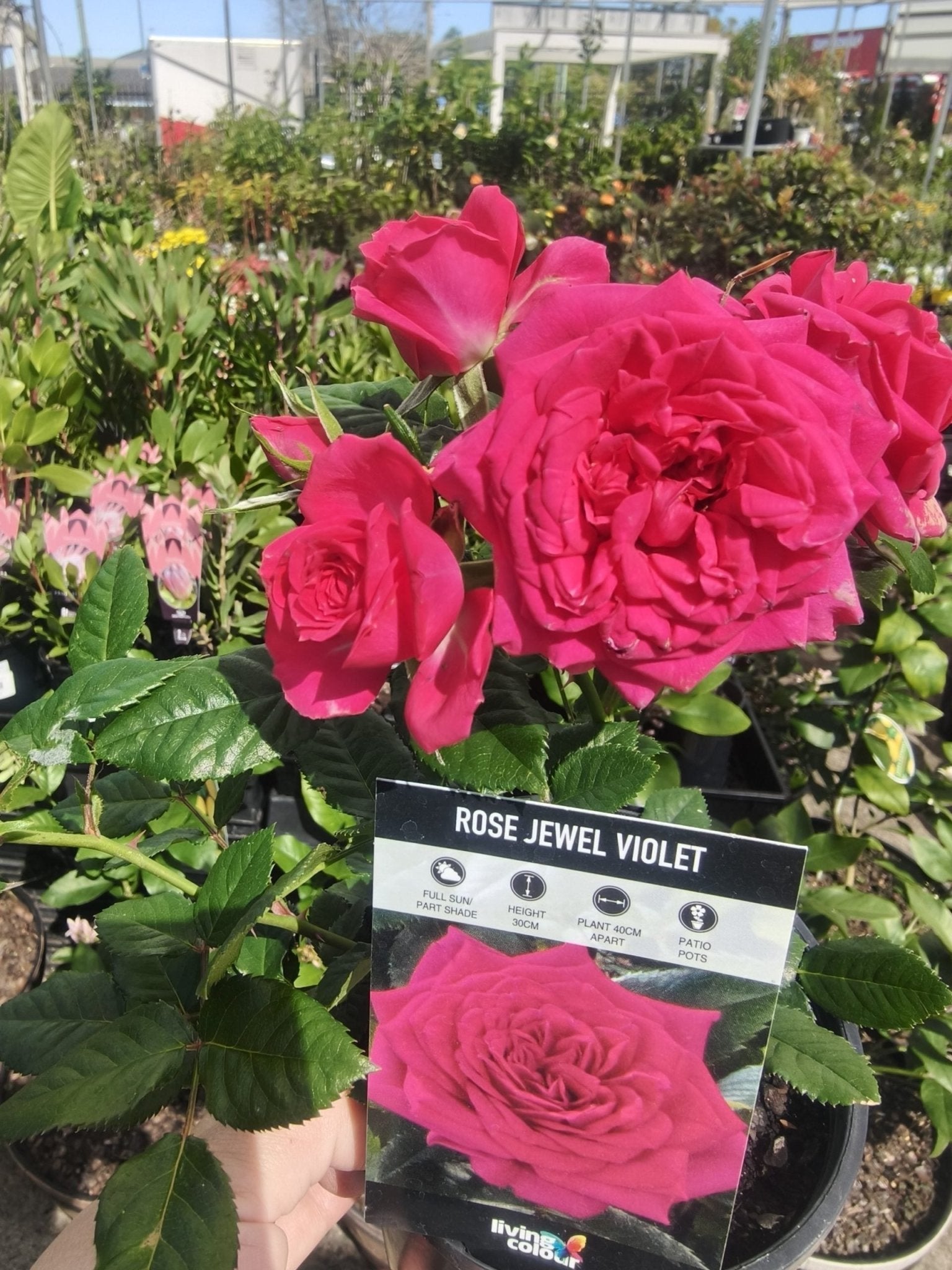 Rose Jewel Miniature Violet (Rosa) - Ladybird Nursery