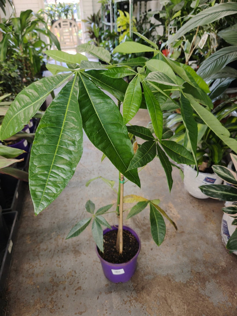 Money Tree (Pachira aquatica) (PICKUP ONLY) - Ladybird Nursery