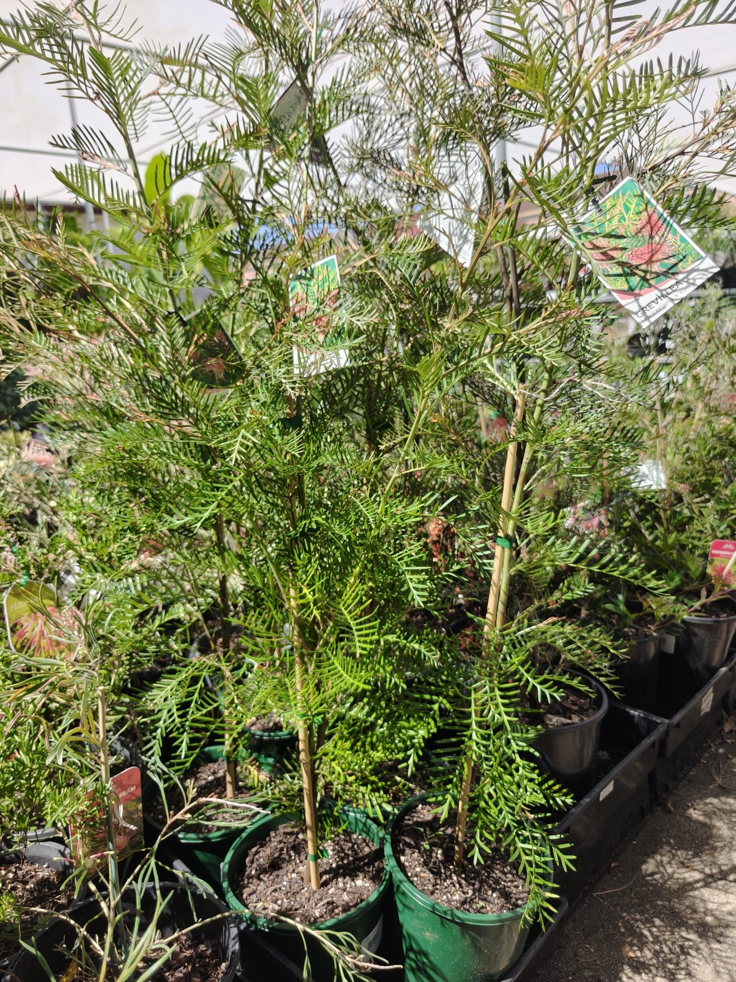 Grevillea 'Hookeriana'