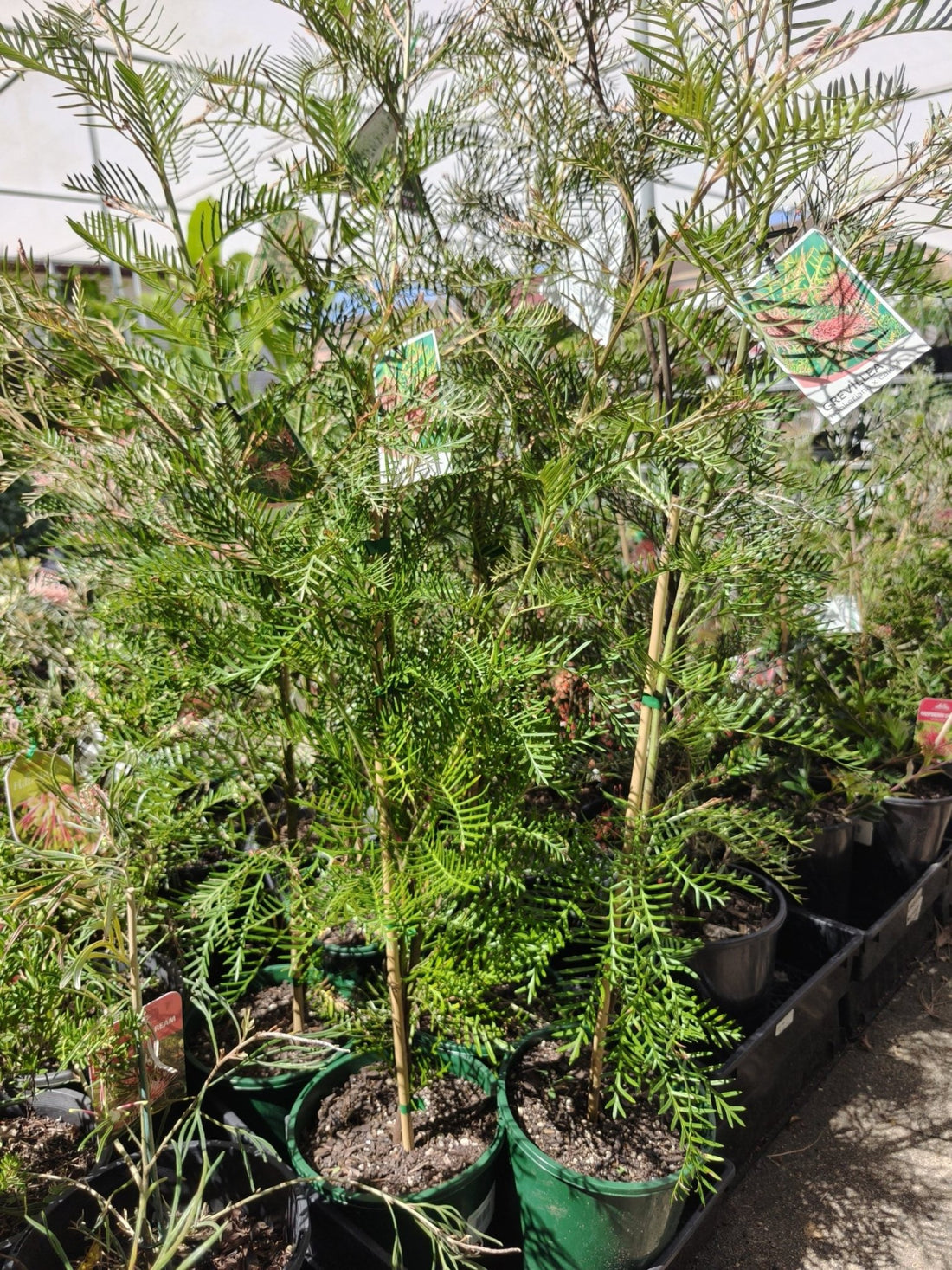 Grevillea 'Hookeriana' - Ladybird Nursery