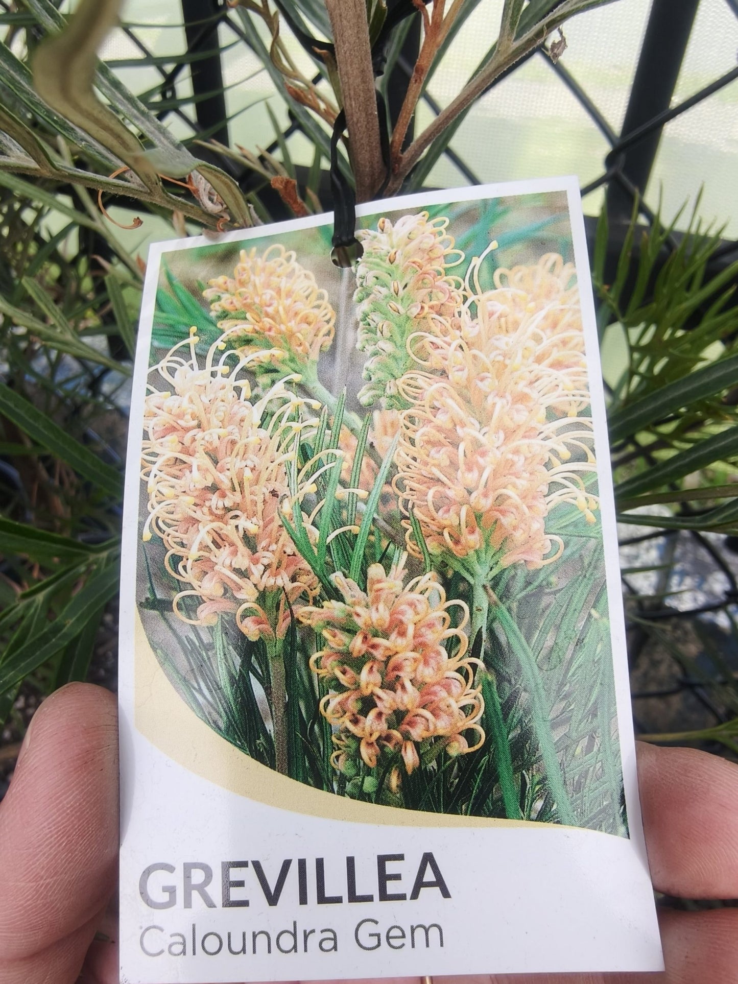 Grevillea Caloundra Gem