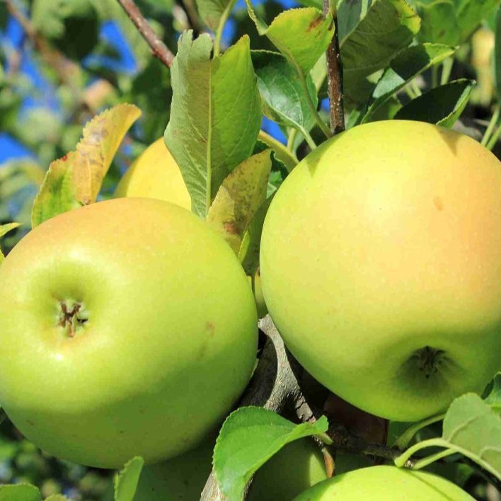 Super Dwarf Apple 'Golden Delicious' - Ladybird Nursery