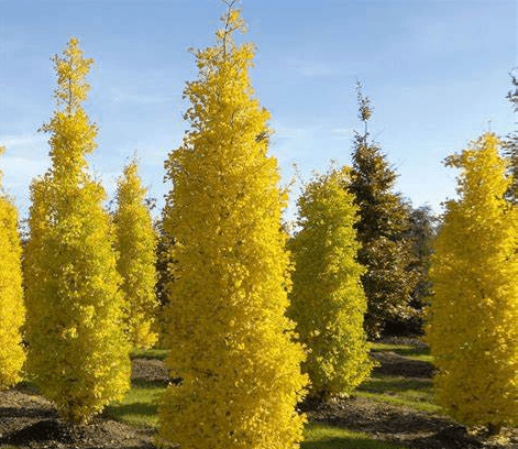 Ginkgo Biloba Blagon Fanfare - Ladybird Nursery