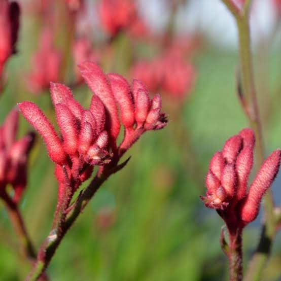 Kangaroo Paw 'Bush Princess' (Anigozanthos) - Ladybird Nursery