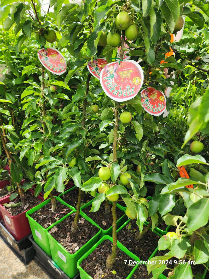 Dwarf Apple Pinkabelle (Pink Lady) PBR - Ladybird Nursery