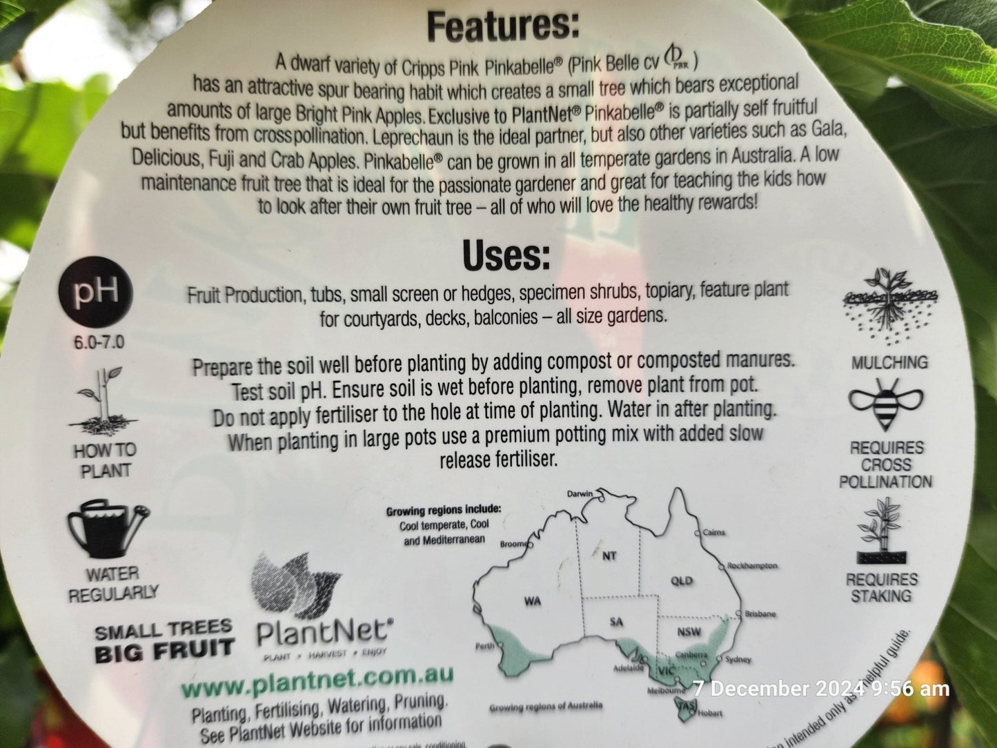 Dwarf Apple Pinkabelle (Pink Lady) PBR - Ladybird Nursery