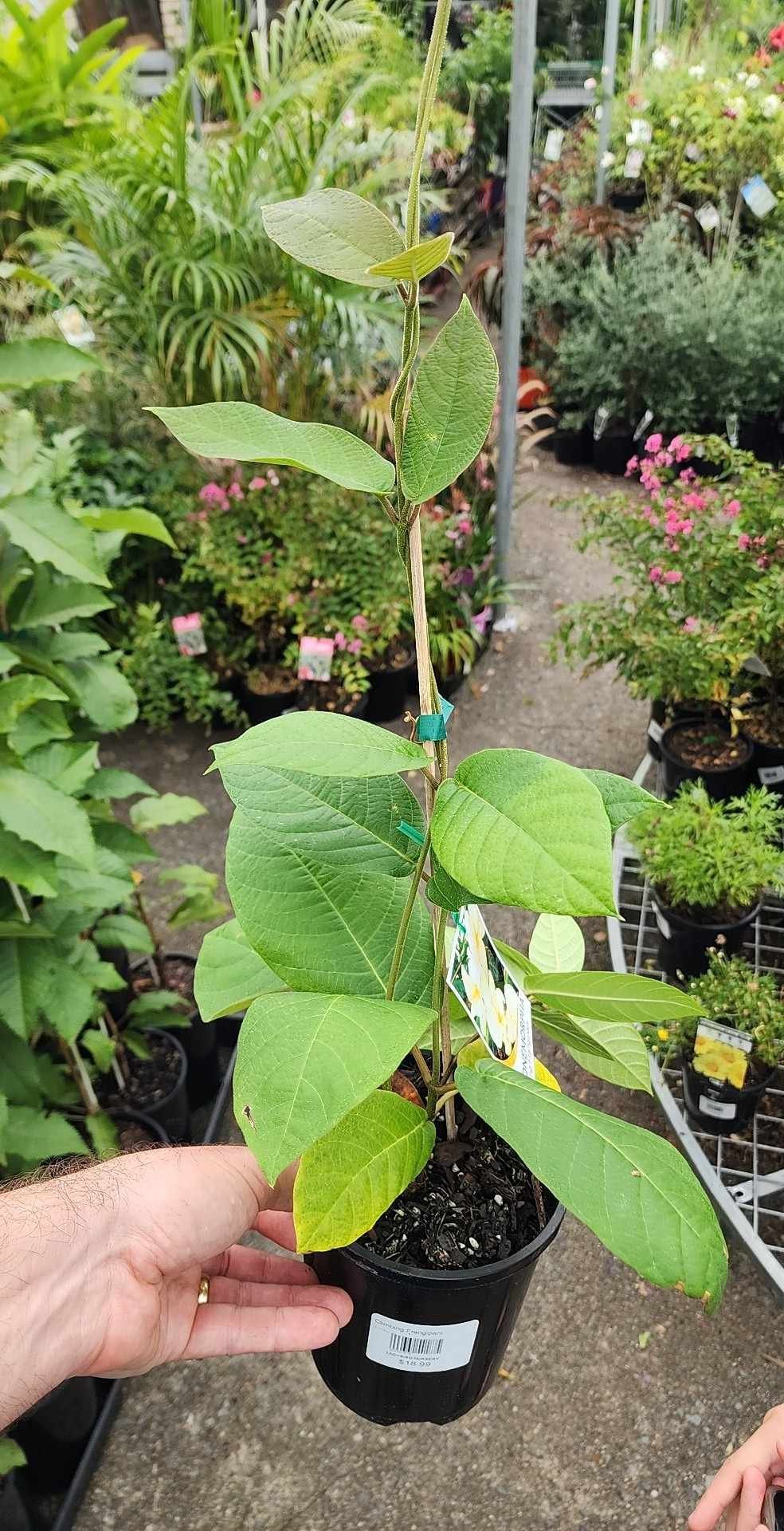Climbing Frangipani (Chonemorpha fragrans) - Ladybird Nursery