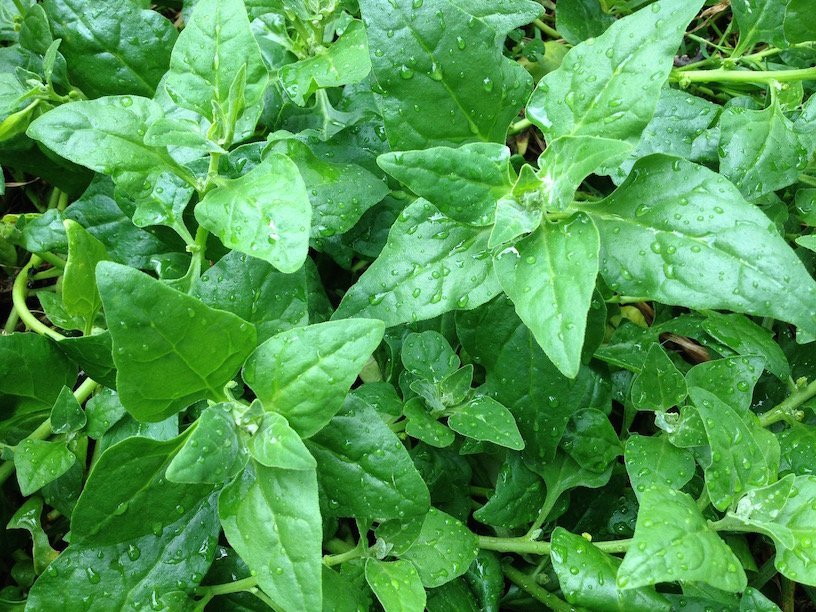 Warrigal Greens - Ladybird Nursery