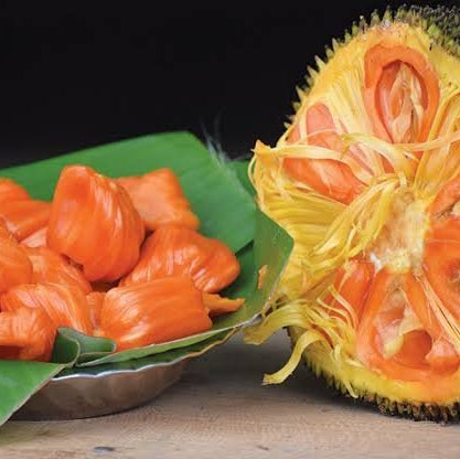 Red Jackfruit (Atocarpus Rajang) - Ladybird Nursery