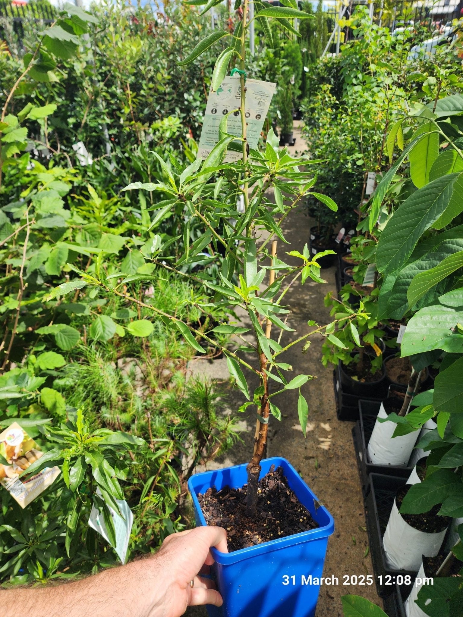Dwarf Almond Self Pollinating - Ladybird Nursery