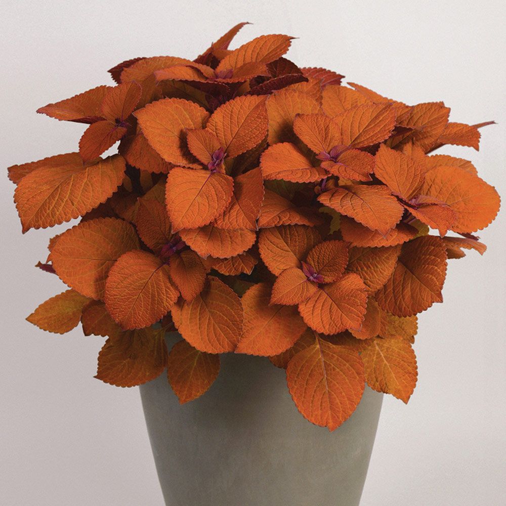 Coleus Campfire - Ladybird Nursery