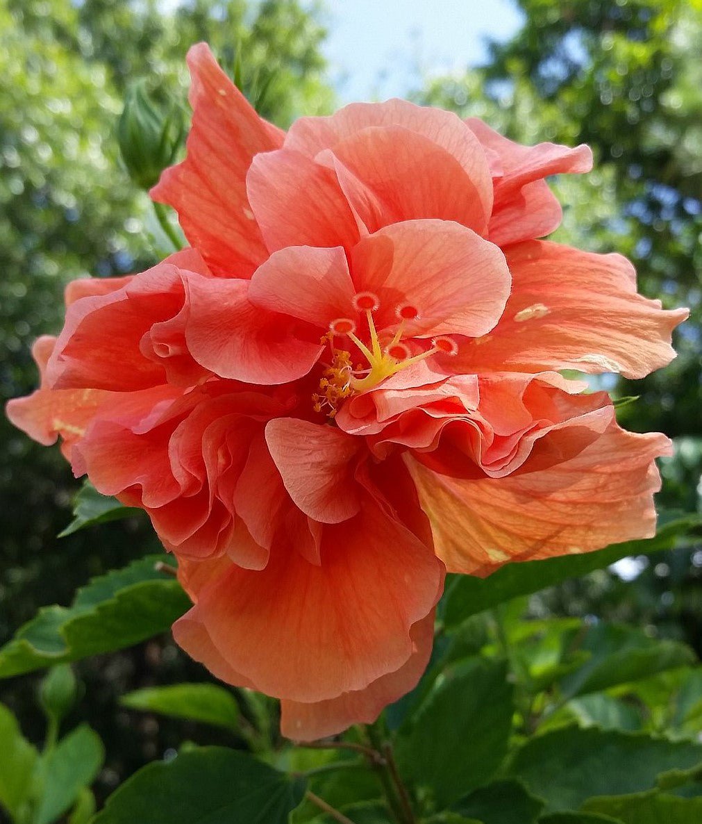 Hibiscus Hollys Pride (Hibiscus rosa - sinensis) - Ladybird Nursery