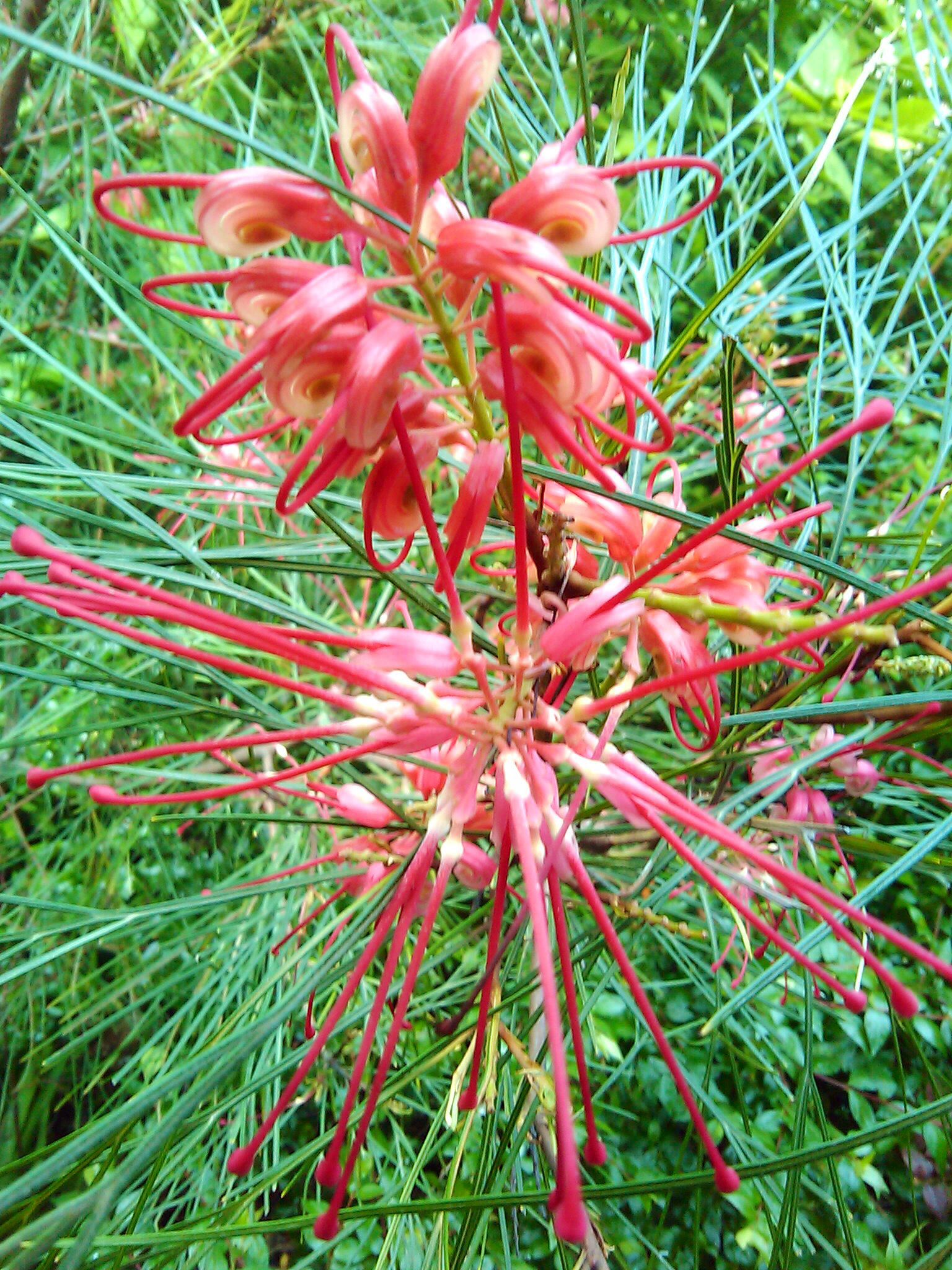 Grevillea Cherry Pie - Ladybird Nursery