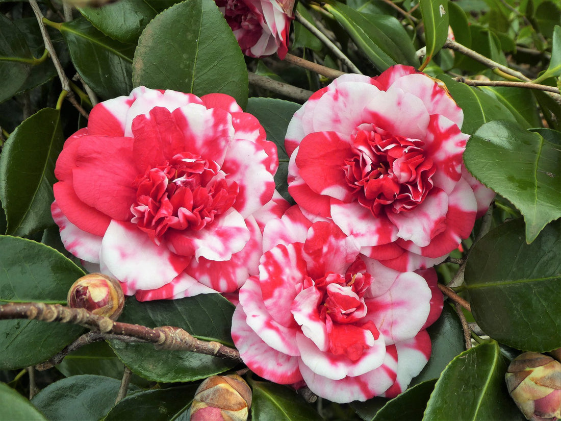 Camellia Emperor of Russia Variegated (Camellia Japonica) - Ladybird Nursery