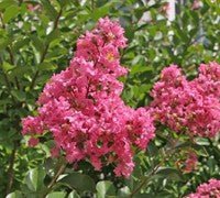 Crepe Myrtle Bush Form x fauriei Hopi (Lagerstroemia indica) - Ladybird Nursery