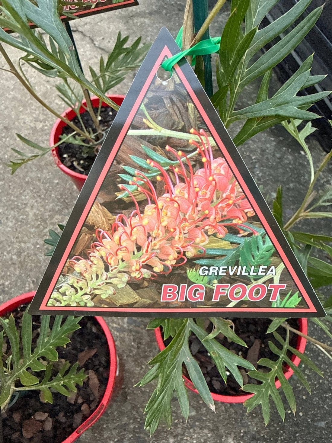 Dwarf Grevillea 'Bigfoot' - Ladybird Nursery