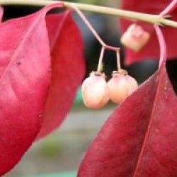 Red Wine Euonymus (Euonymus grandiflorus) - Ladybird Nursery